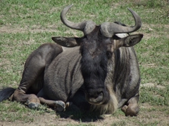 Tiere im Ngorongoro Krater