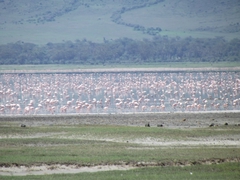 Flamingos soweit ...