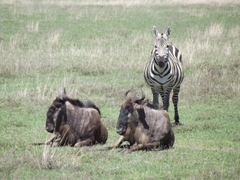 Tiere im Ngorongoro Krater