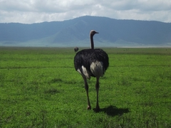Tiere im Ngorongoro Krater