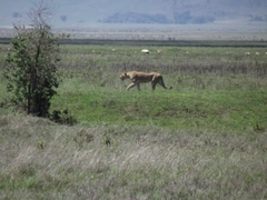 Tiere im Ngorongoro Krater