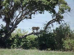 Tiere im Ngorongoro Krater