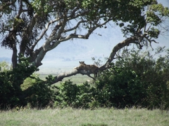 Tiere im Ngorongoro Krater
