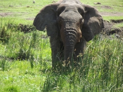 Tiere im Ngorongoro Krater
