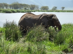 Tiere im Ngorongoro Krater