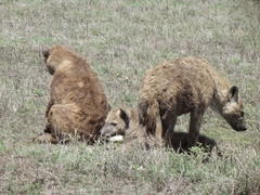 Tiere im Ngorongoro Krater