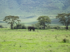 Tiere im Ngorongoro Krater