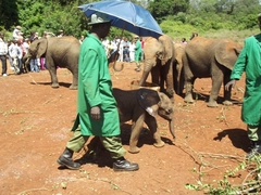 Elefant mit Sonnenschirm