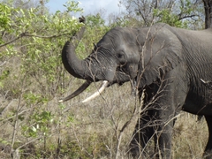 Elefant im Addo-Nationalpark