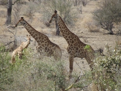 Giraffen im Krüger-Park