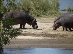 Nilpferde im Krüger-Park