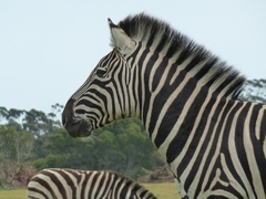 Zebra im Krüger-Park