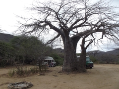 Baobab Camp, so heißt der Baum