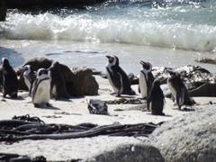 Pinguine beim Kap Hoorn