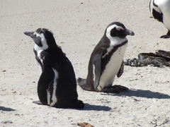 Pinguine beim Kap Hoorn