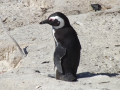 Pinguine beim Kap Hoorn