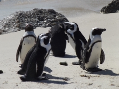 Pinguine beim Kap Hoorn