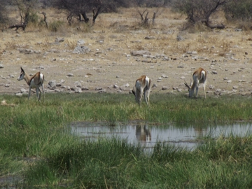 Tiere am Wasserloch