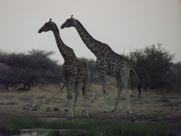 Tiere am Wasserloch