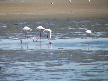 Flamingos am Wasserloch