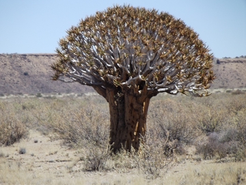 Köcher-Baum