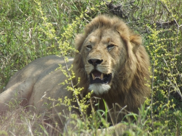Tiere im Krüger Park