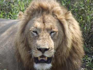 Tiere im Krüger Park