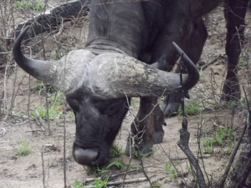 Tiere im Krüger Park