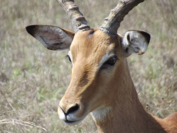 Tiere im Krüger Park