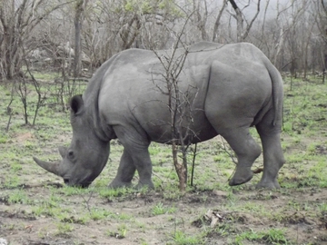 Tiere im Krüger Park
