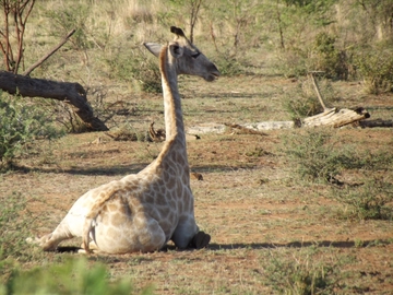 Pilanesberg Nationalpark