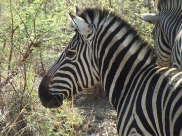 Pilanesberg Nationalpark