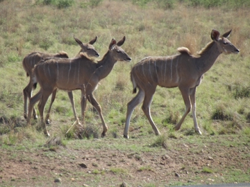 Pilanesberg Nationalpark
