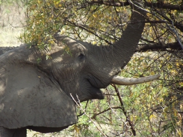 Pilanesberg Nationalpark