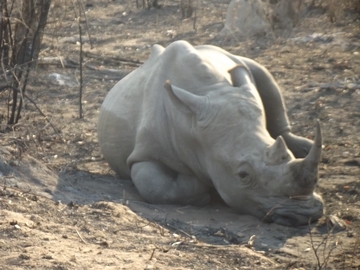 Müdes Nashorn