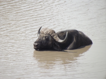 Die Hitze ist nur im Wasser ....