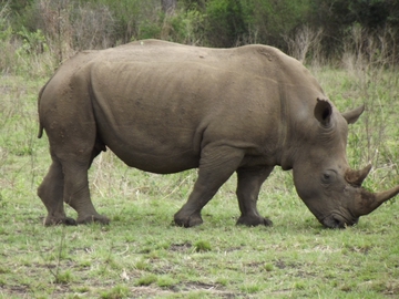 Nashorn im Nationalpark