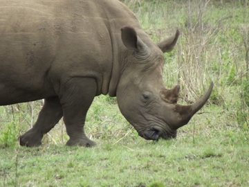 Nashorn im Nationalpark