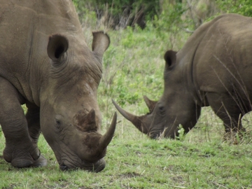 Nashorn Nationalpark